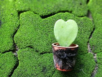 Close-up of heart shape leaf