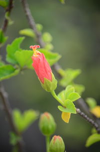 Close-up of plant growing on plant