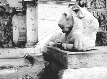 Close-up of cat