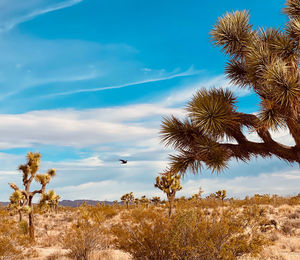 Raven in flight against desert landscape