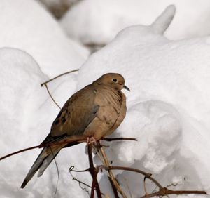 Close-up of bird perching on snow