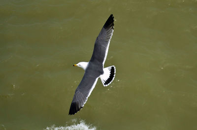 High angle view of seagull flying over lake
