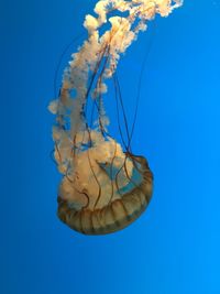 Close-up of jellyfish against blue background