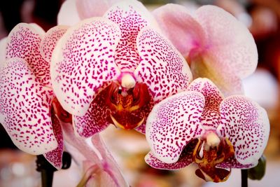 Flowers with spotted petals