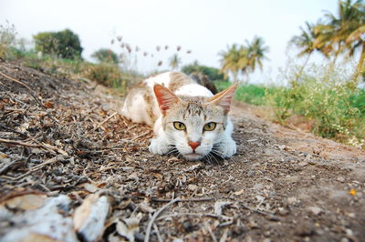 Portrait of a cat on field