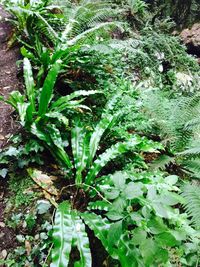 Close-up of plants