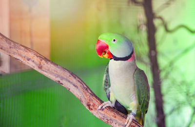 Close-up of parrot perching on branch