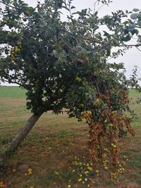 Tree growing on field against sky