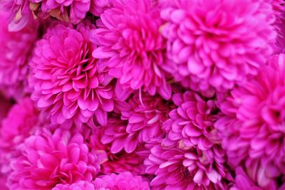 Close-up of pink dahlia