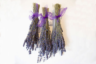 Close-up of purple flowering plant against white background