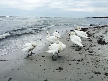 White swans on beach against sky