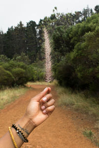 Close-up of hand holding plant against trees