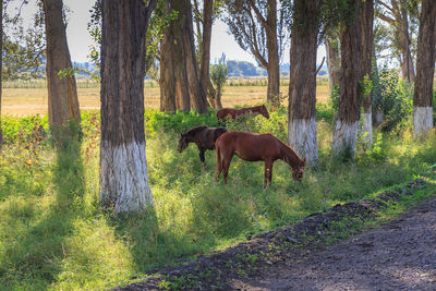 Horses in a field