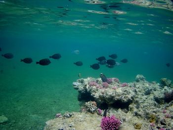 Beautiful tropical fish, marsa alam, egypt