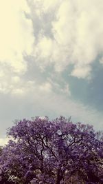 Low angle view of blooming tree against sky