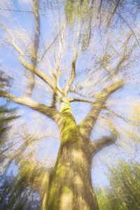 Low angle view of tree against sky