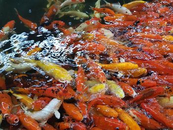 High angle view of koi carps in water