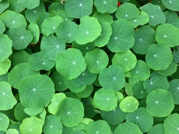 Full frame shot of leaves floating on water