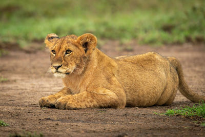 Close-up of lion cub lying on dirt