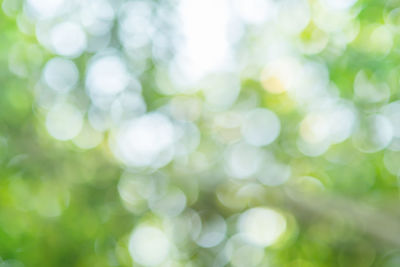 Defocused image of tree