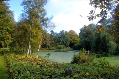 Scenic view of forest against sky