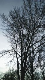 Low angle view of bare trees against sky