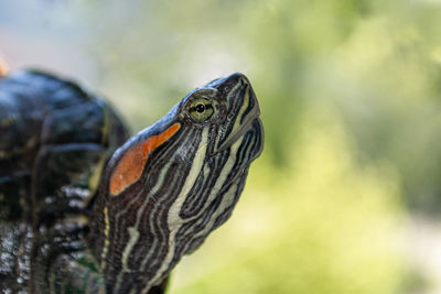 Close-up of a bird looking away