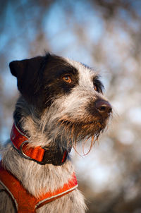 Low angle view of dog looking away during sunset