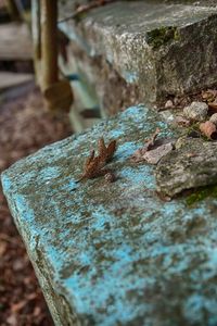 Close-up of tree stump