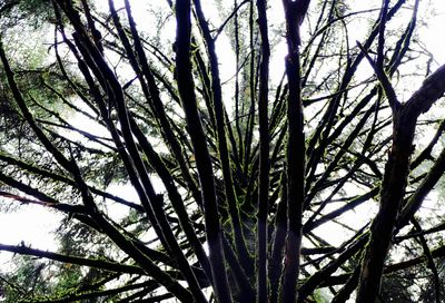 Low angle view of tree against sky