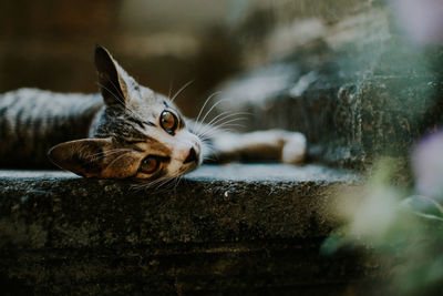 Close-up portrait of a cat