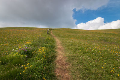 Scenic view of grassy field against sky