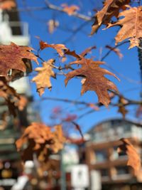 Low angle view of autumnal leaves against sky