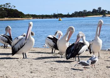 Flock of seagulls at lakeshore