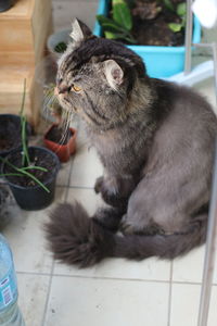 Close-up of cat sitting on floor