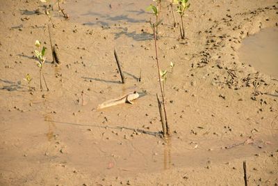 High angle view of lizard on sand