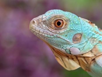 Blue iguana close up