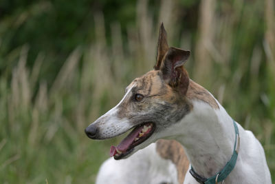 Vibrant horizontal portrait of a pet white and brindle greyhound looking away. blurred background