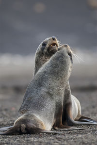 Close-up of sea lion