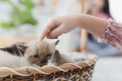 A girl is playing with a persian kitten in her small house on weekend to soft focus blur background