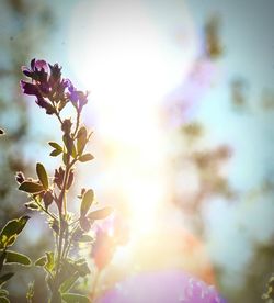 Close-up of flowers blooming against sky