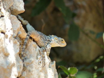 Close-up of lizard