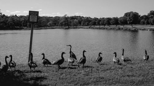 View of swans in calm lake