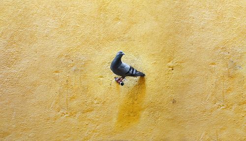 High angle view of bird on sand