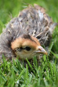 Close-up of a bird on field