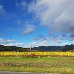 Scenic view of field against sky