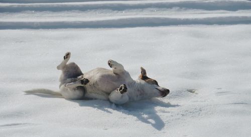 High angle view of playful jack russell terrier on snow covered field