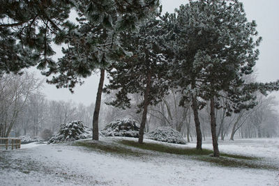 Trees on snow covered landscape