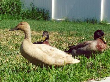 Ducks on grass