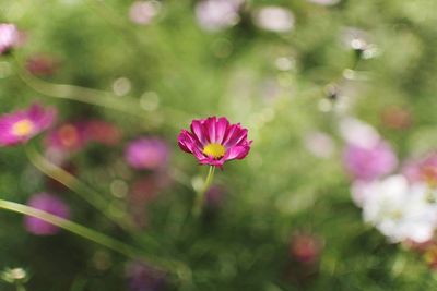 Close-up of pink flower